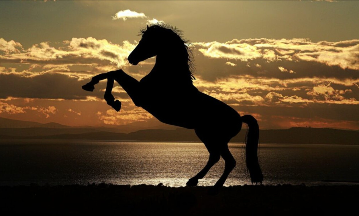 小馬哥的雜貨店